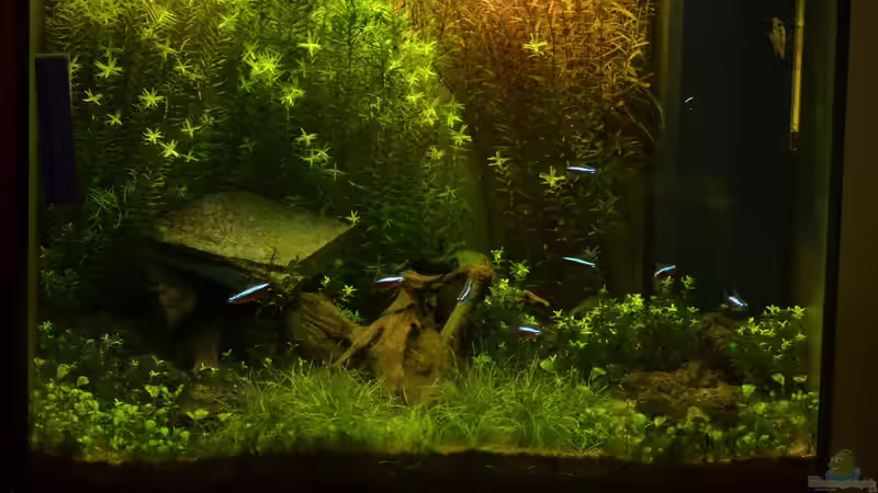 Hauptansicht Aquarium von Lido 120 weiss von markdoe (1)