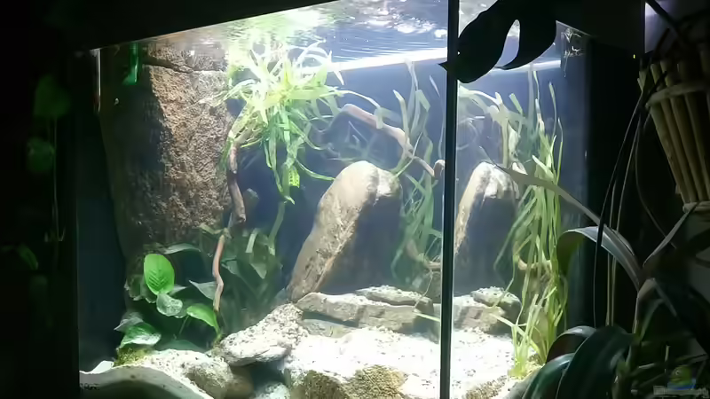 Hauptansicht Aquarium von Lido 200 in seiner Selbstfindungsphase von JoeHoe (1)
