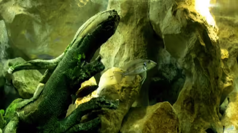 Hauptansicht Aquarium von lil tanga AUFGELÖST von rayskin (1)