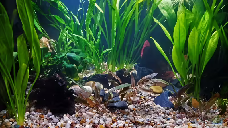 Hauptansicht Aquarium von Little Betta jungle von okefenokee (1)