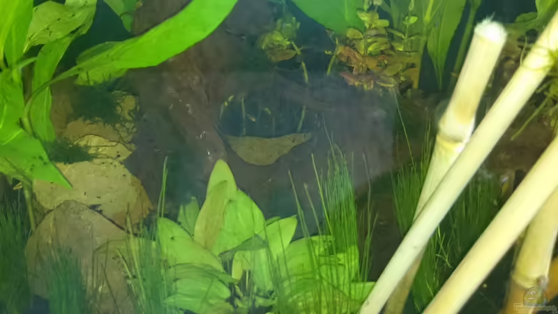 Hauptansicht Aquarium von Little bettas paradise von Jahira (1)