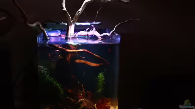 Hauptansicht Aquarium von Little fire von Koehler (1)