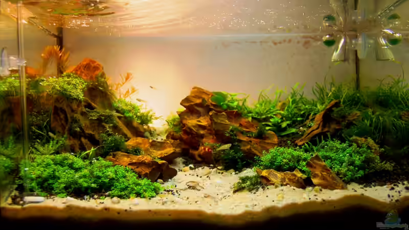 Hauptansicht Aquarium von Little Paradise von Michael Seraph (1)