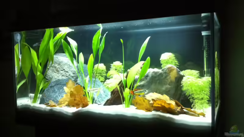Hauptansicht Aquarium von Little_S-America von Found_Nemo (1)