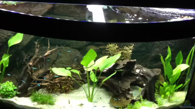 Hauptansicht Aquarium von Little Southamerica von Malawilike