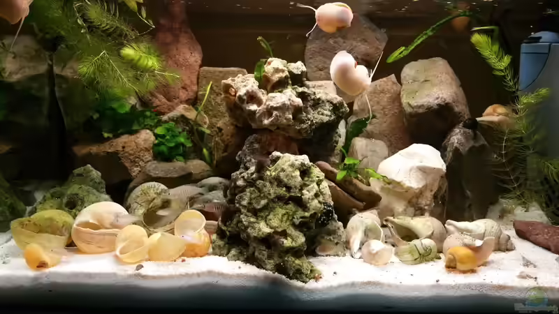 Hauptansicht Aquarium von Live and let die von Dukes Aquaristikexperimente (1)