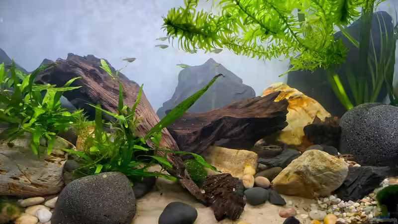 Hauptansicht Aquarium von Loaches again von okefenokee (1)