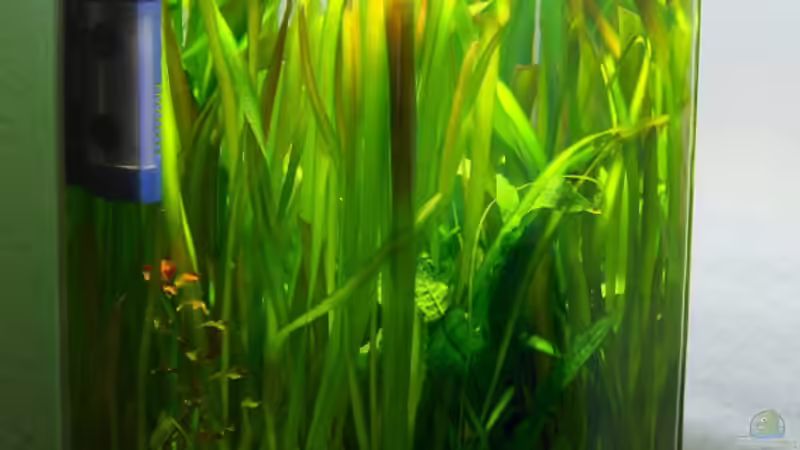 Hauptansicht Aquarium von LOW Tech Ablegerbecken von Nano Jojo (1)