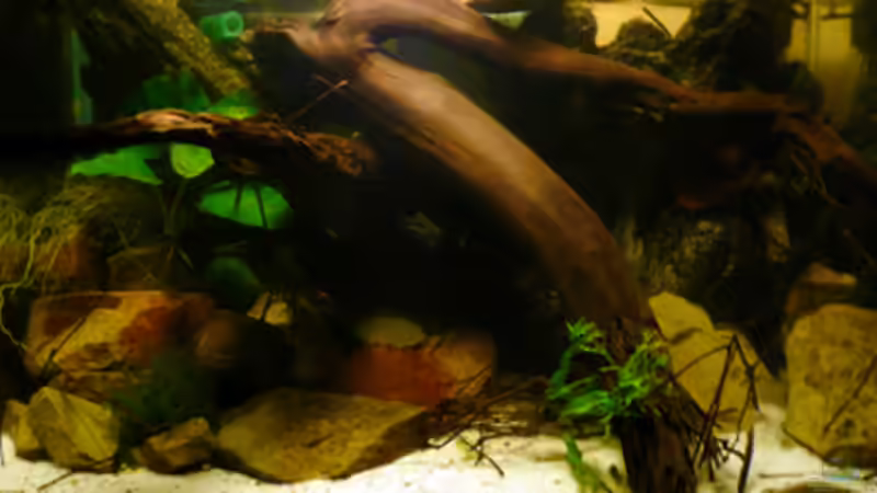 Hauptansicht Aquarium von M. r.+A. sp.r.F. von Cichlid Power (1)