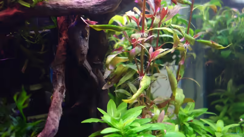 Hauptansicht Aquarium von Magic Aquascaping von Dario (1)
