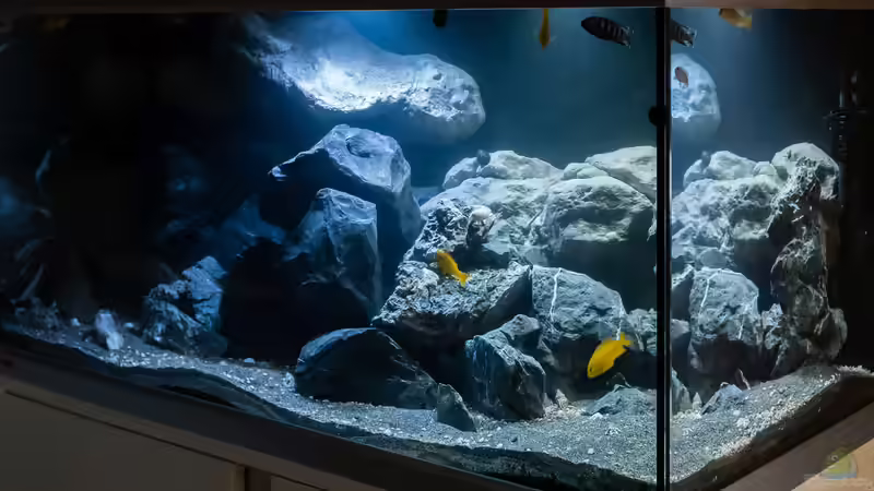 Hauptansicht Aquarium von Malawi  / Ostafrika von 77Markus (1)
