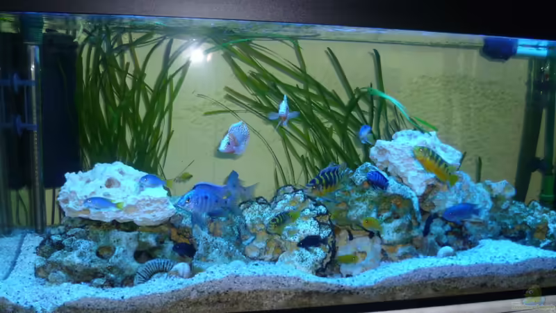 Hauptansicht Aquarium von Malawi - Gesellschaftsbecken von Jockel (1)