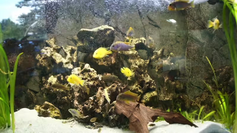 Hauptansicht Aquarium von Malawi ( Nicht mehr in Betrieb) von AquaAndy (1)