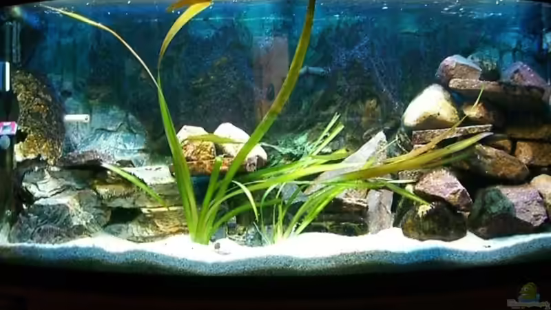 Hauptansicht Aquarium von Malawi 260 von Bootboy (1)