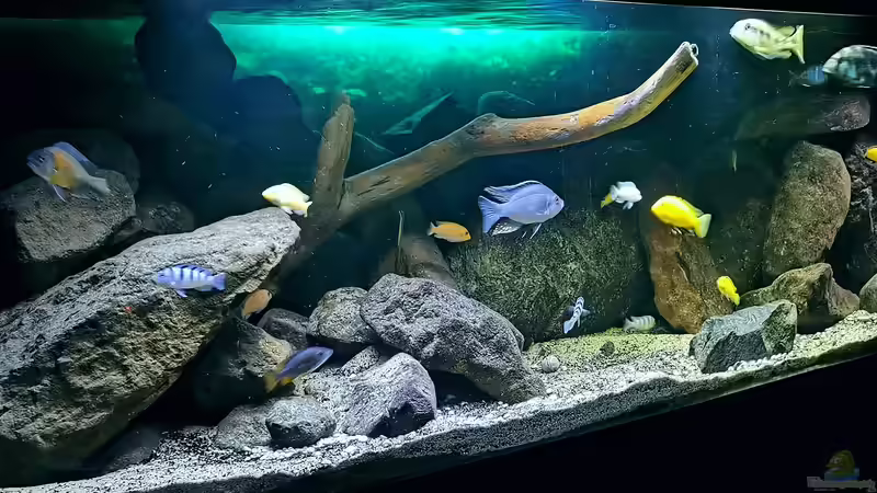 Hauptansicht Aquarium von Malawi Barschbecken von Midgard (1)