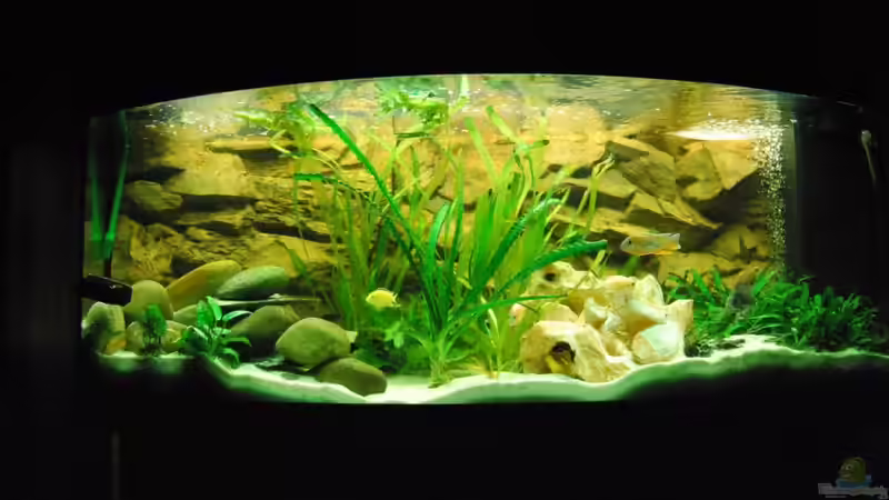 Hauptansicht Aquarium von malawi Becken von schwiizerfisch93 (1)