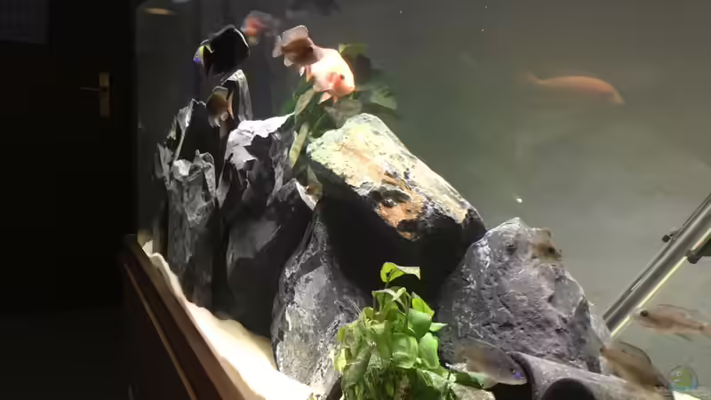 Hauptansicht Aquarium von Malawi Becken von Stefan Neubert (1)