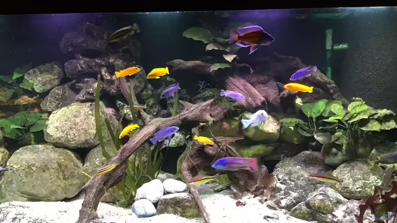 Hauptansicht Aquarium von Malawi Mix &amp; Friends von Wolli (1)