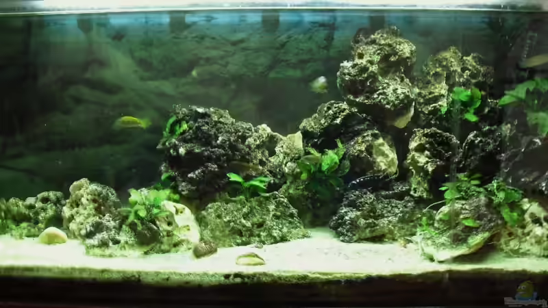 Hauptansicht Aquarium von Malawi-Nature von MiCa (1)