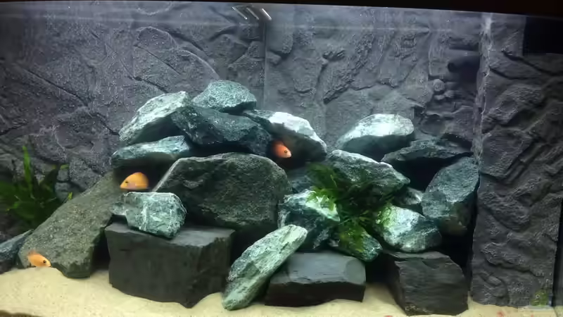 Hauptansicht Aquarium von Malawi Newbie von Volker Schmidt (1)