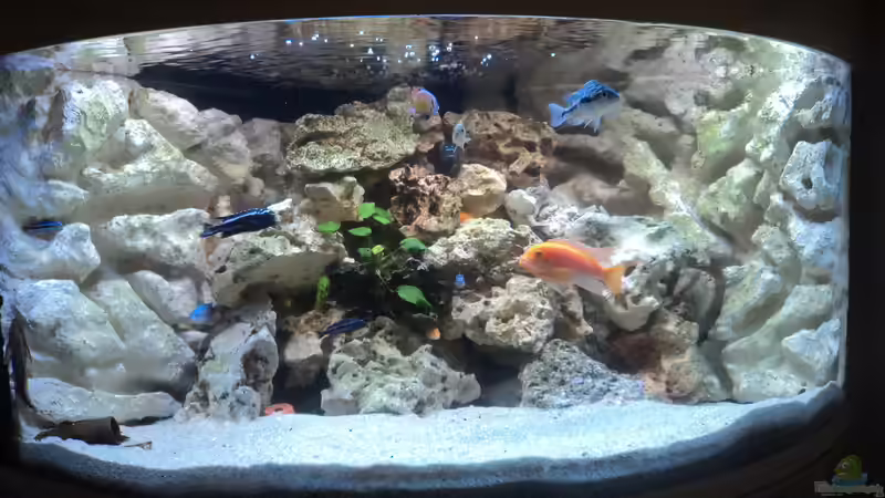 Hauptansicht Aquarium von Malawi Panorama Eckbecken von malawifans (1)