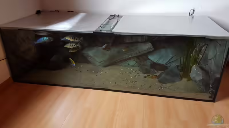 Hauptansicht Aquarium von Malawi Paradise von Tobi W. (1)