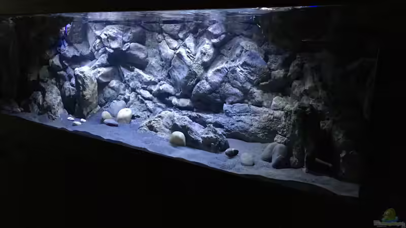 Hauptansicht Aquarium von Malawi Retro Becken von Albert (1)