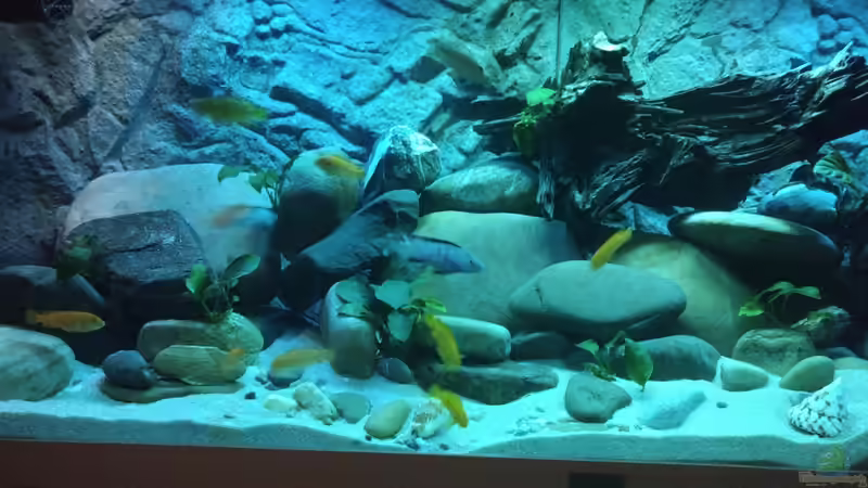 Hauptansicht Aquarium von Malawi Saulosi Artenbecken von Ashdre (1)
