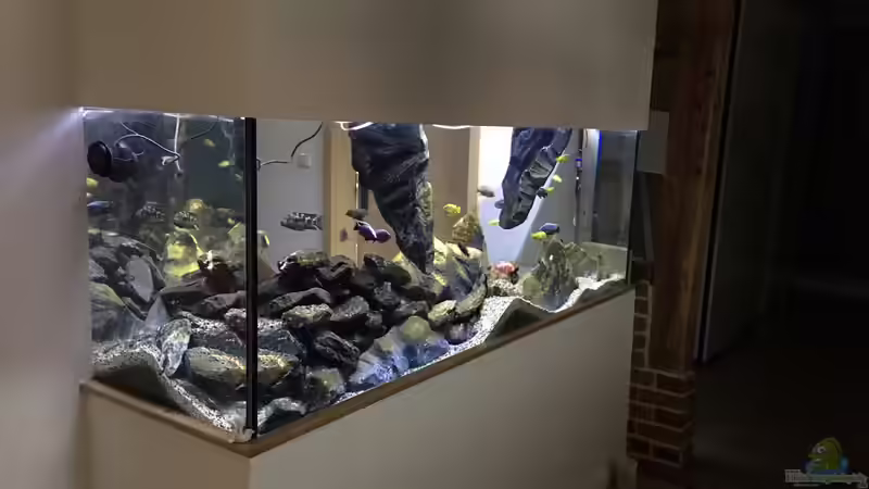 Hauptansicht Aquarium von Malawi-Schluchten von Mueller76