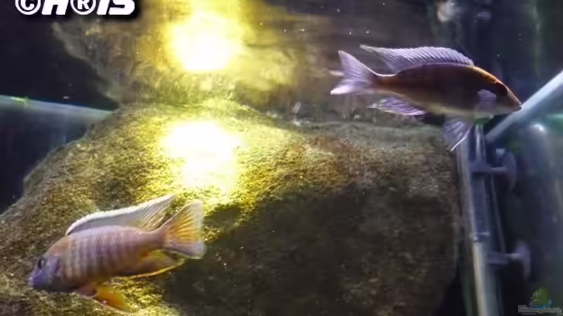Hauptansicht Aquarium von Malawi TV (nur noch als Beispiel) von Chris_R. (1)
