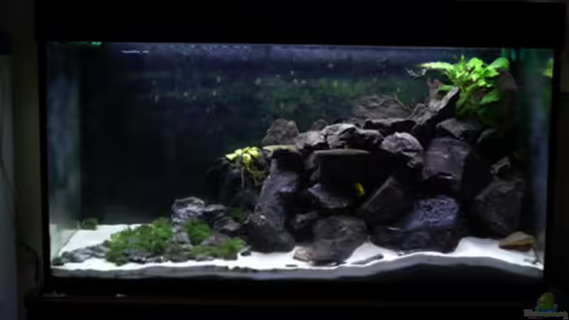 Hauptansicht Aquarium von Malawi von Cichlid Power (1)