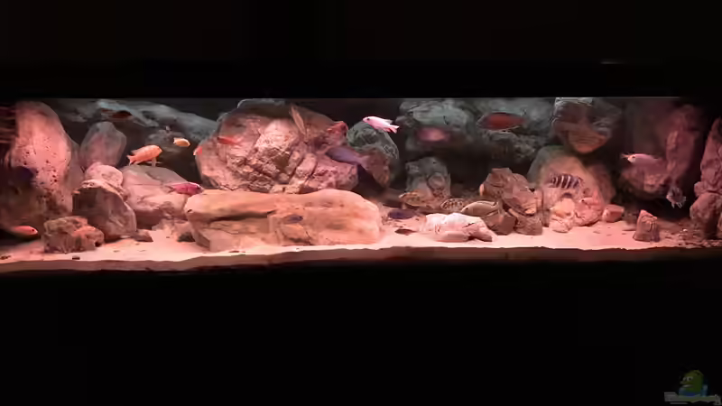 Hauptansicht Aquarium von Malawi von David Malawi (1)