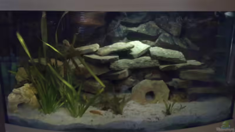 Hauptansicht Aquarium von Malawi von Harte84 (1)