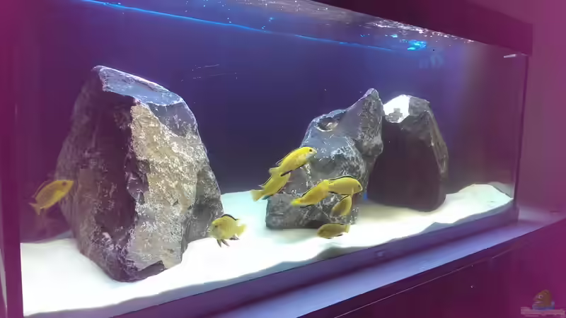 Hauptansicht Aquarium von Malawi von jonmue (1)