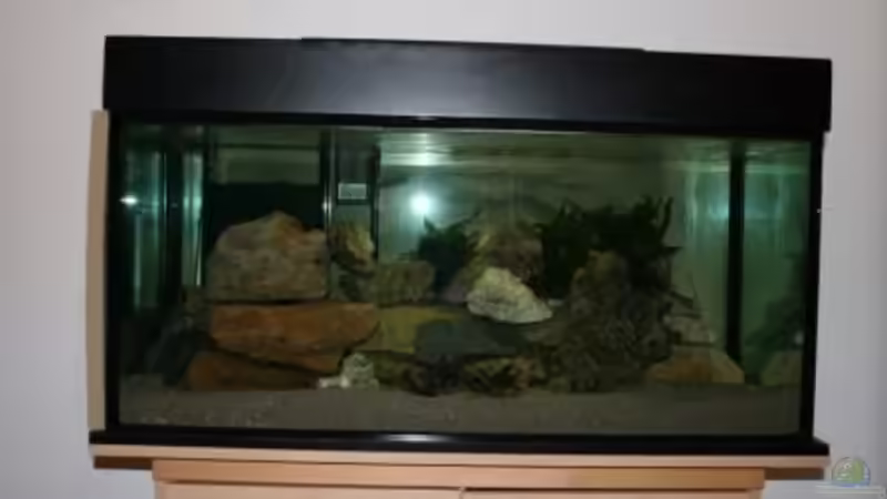 Hauptansicht Aquarium von Malawi von Malawi (1)