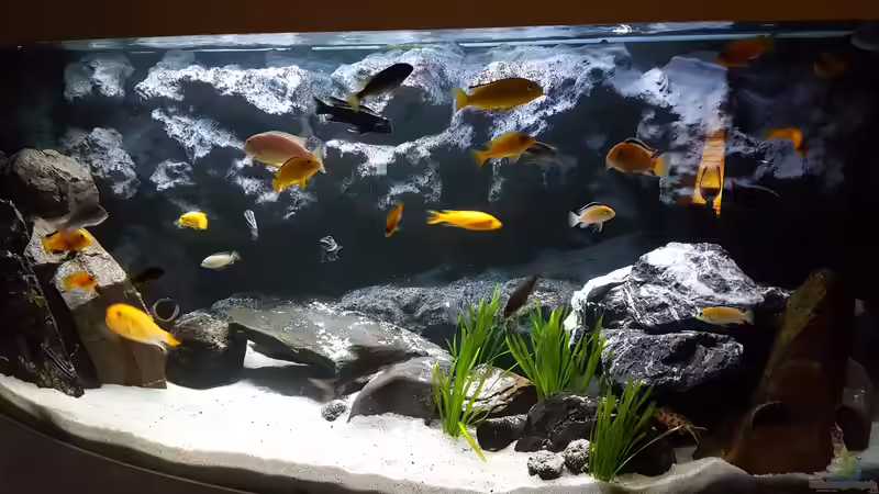 Hauptansicht Aquarium von Malawi von malawifans (1)