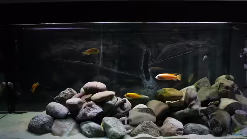 Hauptansicht Aquarium von Malawi von tolschy (1)