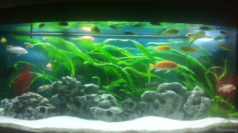 Hauptansicht Aquarium von Malawibecken 450l von Tobias (1)