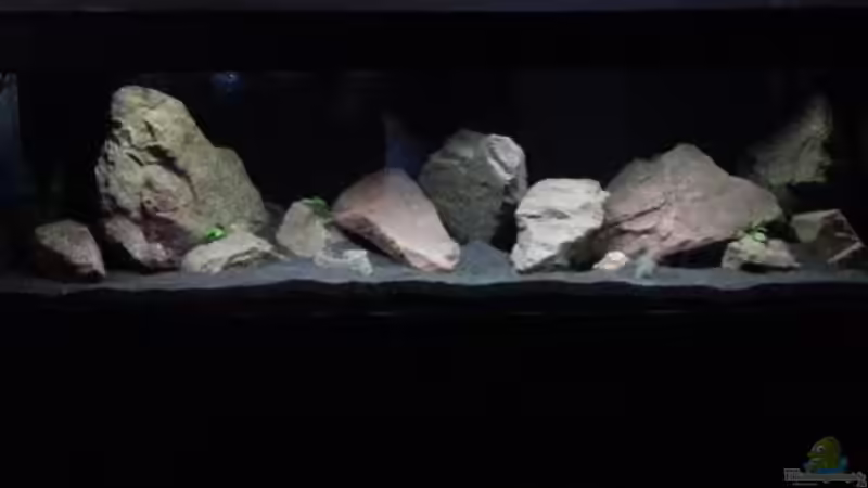 Hauptansicht Aquarium von Malawibecken von Jü (1)