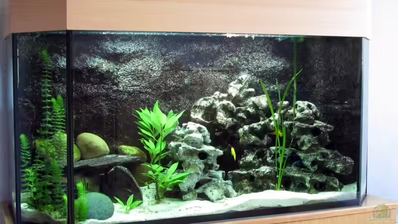 Hauptansicht Aquarium von Malawibecken von William (1)