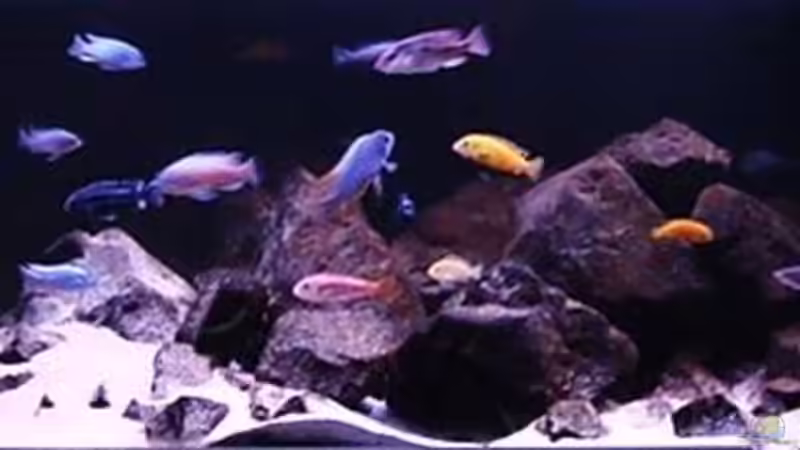 Hauptansicht Aquarium von Malawibiotop - 1.400 Liter von Cariba (1)