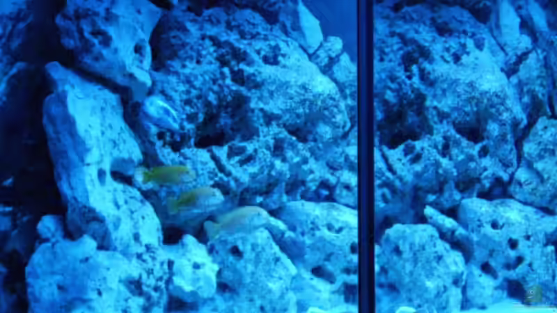 Hauptansicht Aquarium von Malawis im Korallenbecken von PeterH (1)
