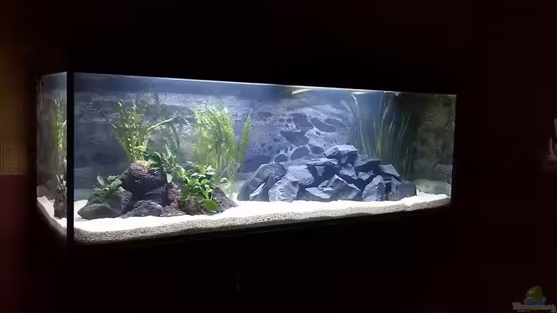 Hauptansicht Aquarium von Malawisee im Westerwald von Florian P. (1)