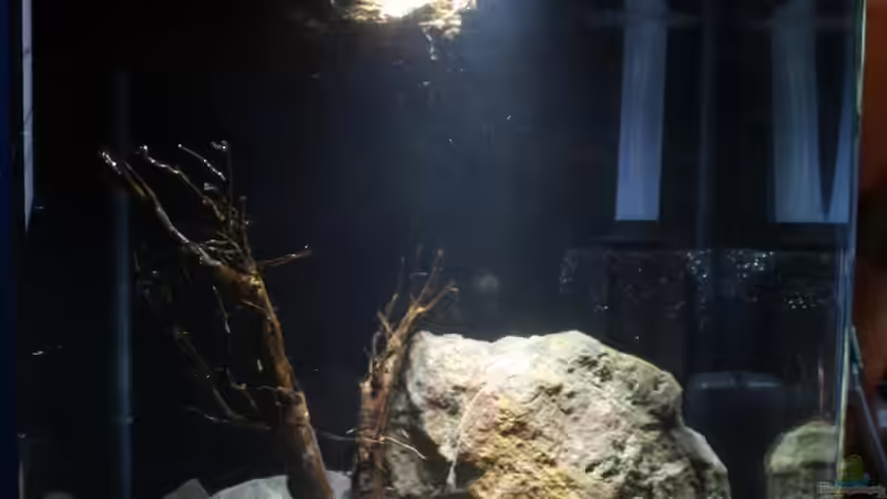 Hauptansicht Aquarium von Matano Lake (existiert nicht mehr) von chrisi01 (1)