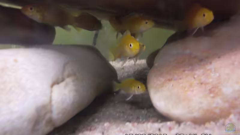 Hauptansicht Aquarium von Mbuna Baby Dream 1 von Cichlidenfan (1)