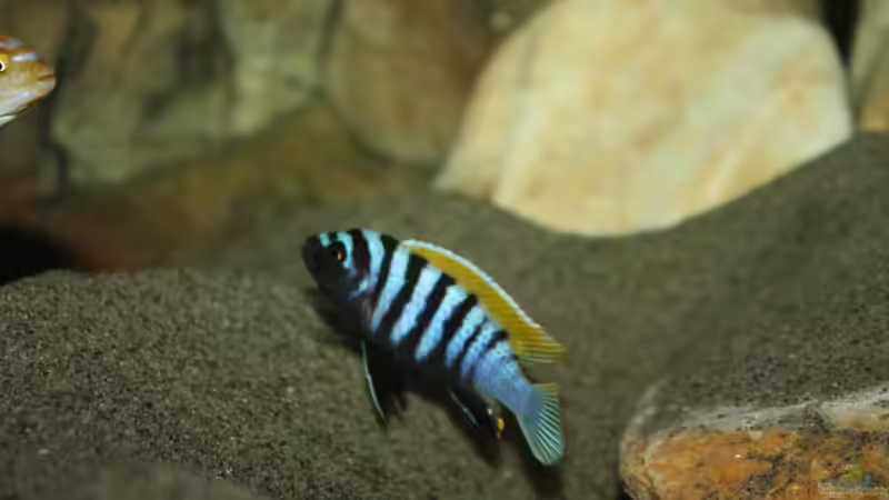 Hauptansicht Aquarium von Mbuna Becken von MikeM. (1)