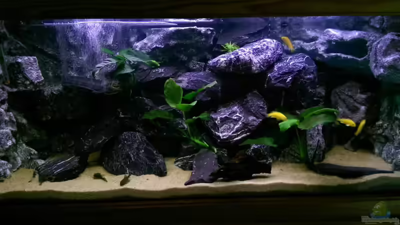 Hauptansicht Aquarium von Mbunas Felslitoral von El Tomo (1)