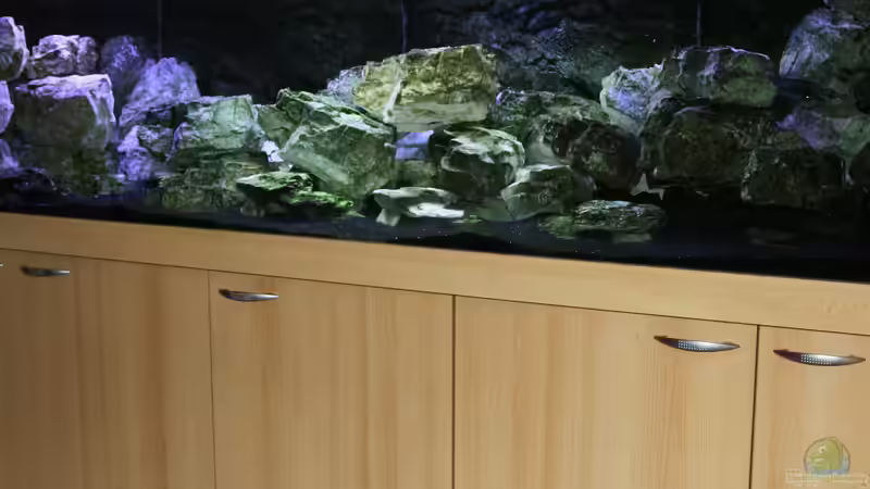 Hauptansicht Aquarium von Mbunas Traum von Dirkan (1)