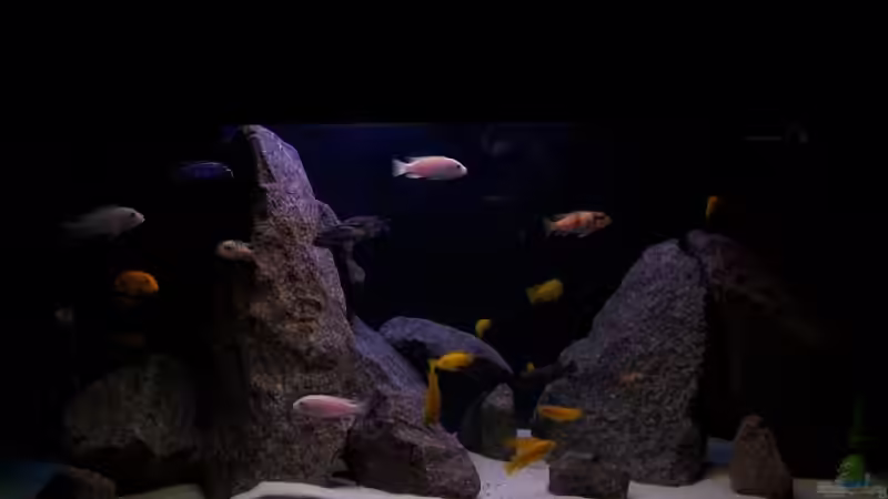 Hauptansicht Aquarium von MBUNAS von 2003 bis 2009 von Maik83 (1)