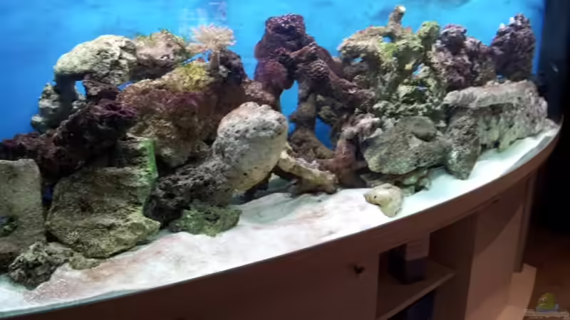 Hauptansicht Aquarium von Meerwasser Aquarium von Christian Höse (1)